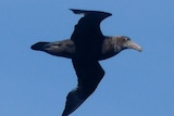Baits have killed 431 birds, including southern giant petrels (pictured).