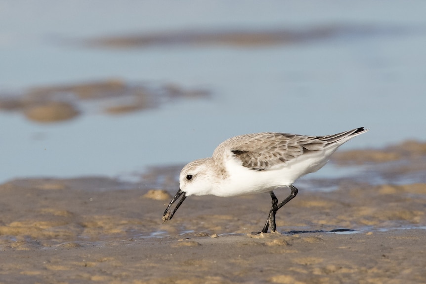 A sanderling bird with a crab caught between its beak.