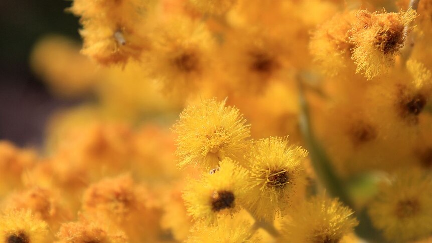 Wattle in blossom.