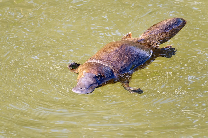 On a sunny day a brown =platypus floats in light green coloured waters.