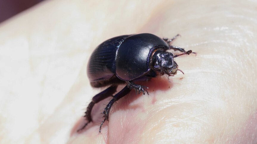 Large, and glossy black, the beetles hairy legs and antennae are visible as it crawls across a hand.
