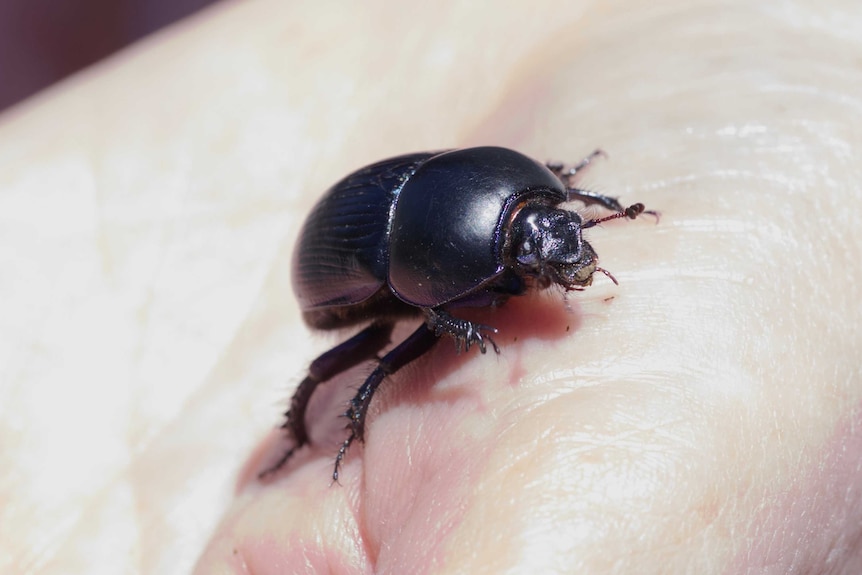 A dung beetle on a human hand