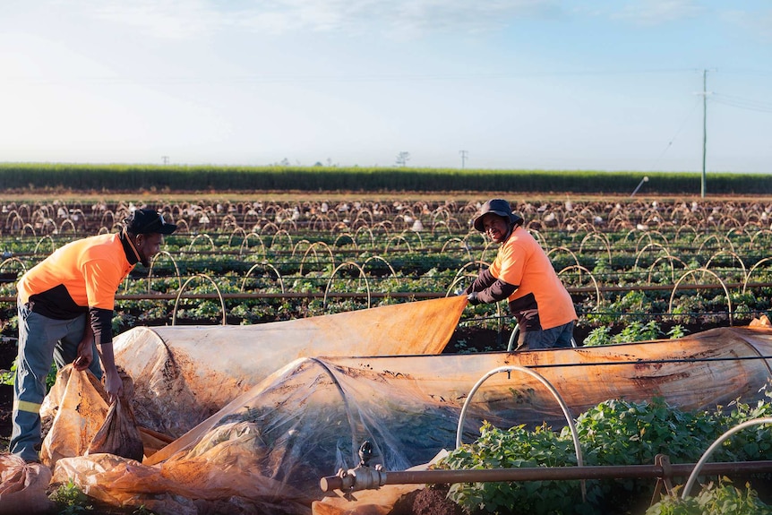 Two men cover sweet potato plants with netting