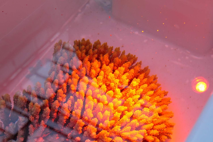 A colony of coral spawning in the National Sea Simulator.