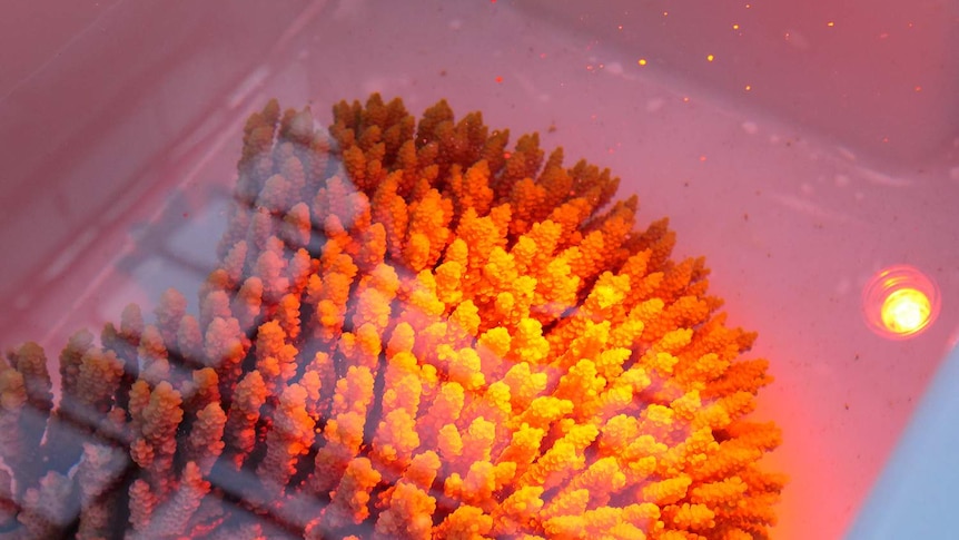 A colony of coral spawning in the National Sea Simulator.