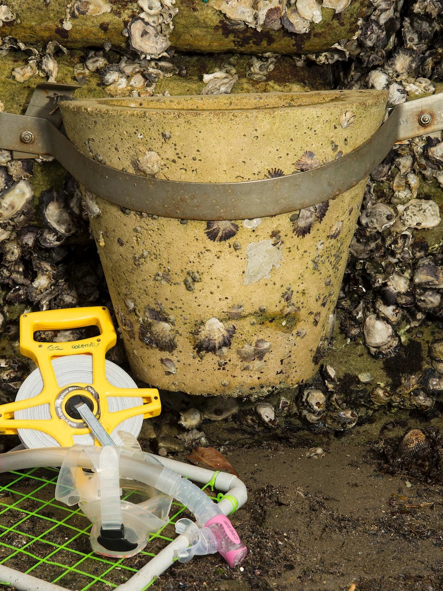 A flowerpot secured to a seawall