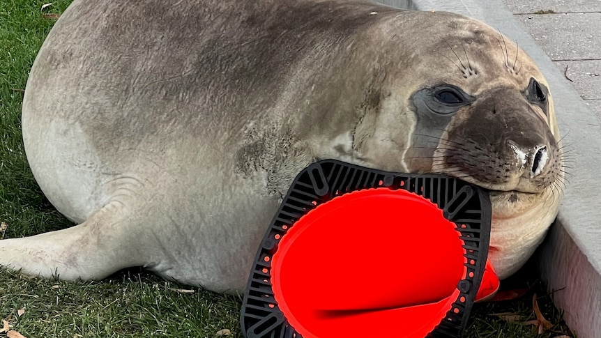 A juvenile southern elephant seal with a traffic cone.