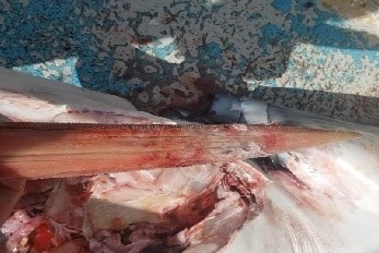 A marlin bill is held above the head of a shark, which had been pulled out from the throat of the dead animal.