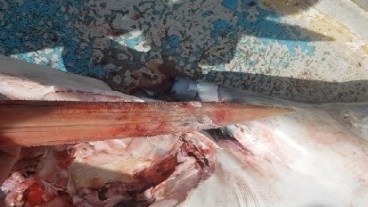 A marlin bill is held above the head of a shark, which had been pulled out from the throat of the dead animal.