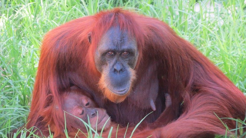 A large organutan sits in long grass holding another orangutan in her lap.