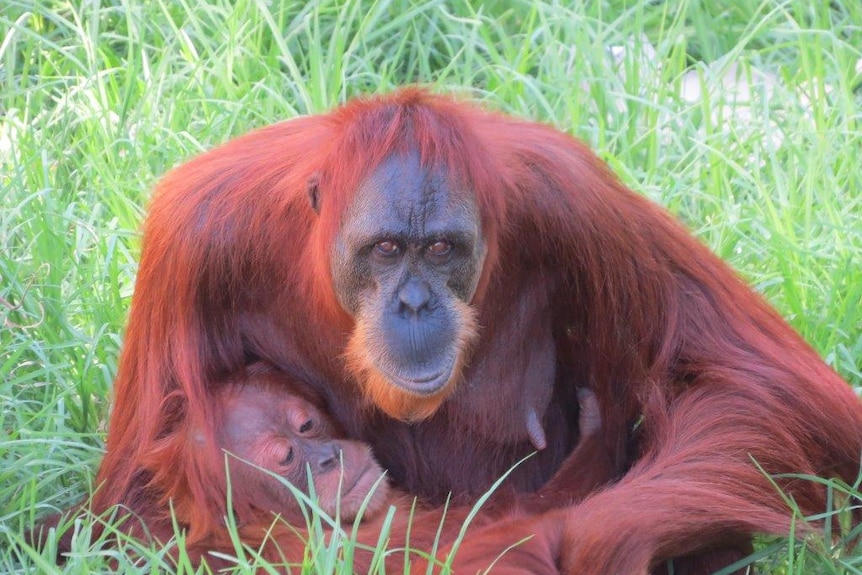 A large organutan sits in long grass holding another orangutan in her lap.