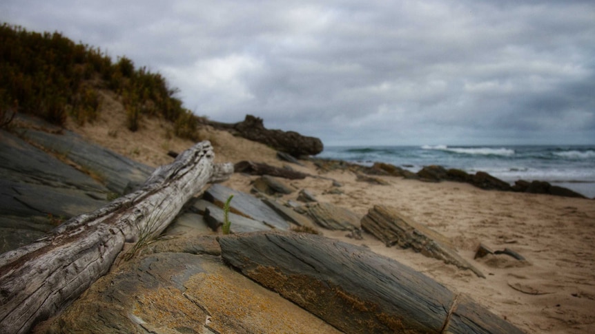 A piece of driftwood lies on rocks at a beach. The sea is visible in the background