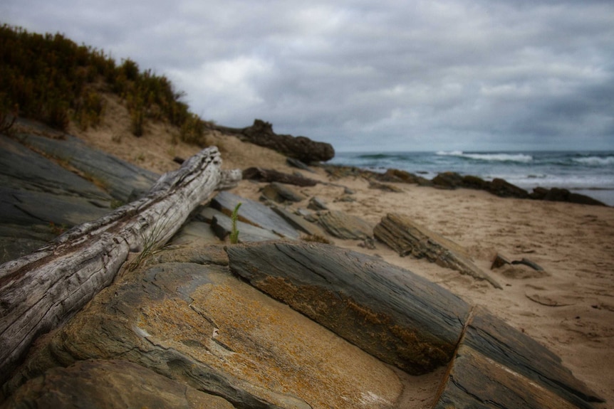 A piece of driftwood lies on rocks at a beach. The sea is visible in the background