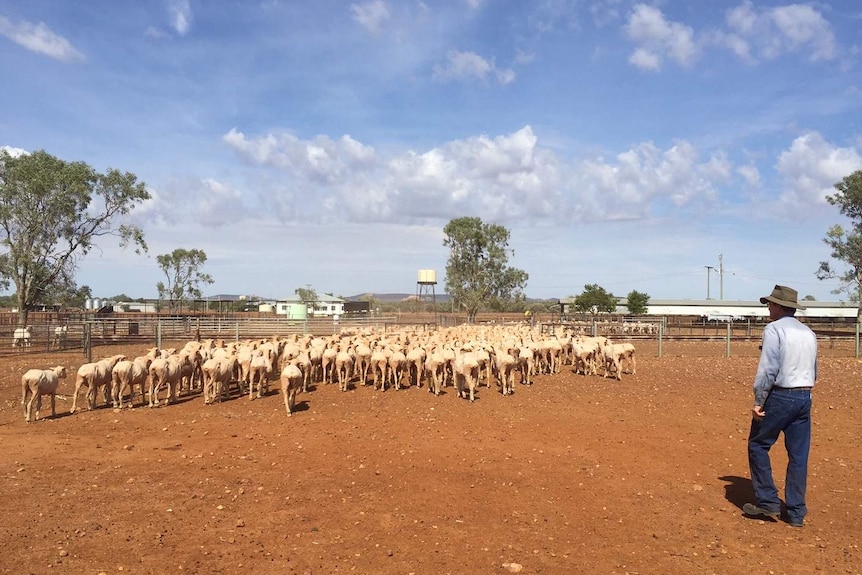 Pat Hegarty moves the shorn sheep into a pen in the yards.