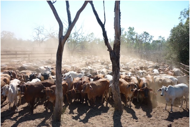 Cows in a dusty cattle yard, with two thin trees in the foreground.