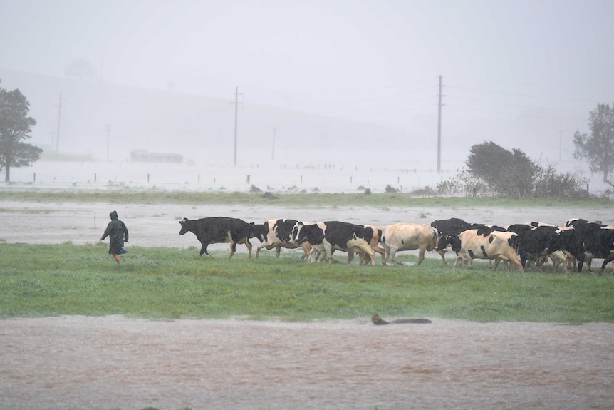 Cattle moved through floodwaters