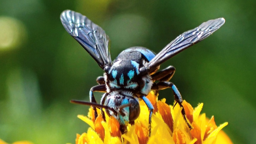 A blue and black stripped cuckoo bee on a yellow flower