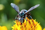 a blue and black stripped cuckoo bee on a yellow flower