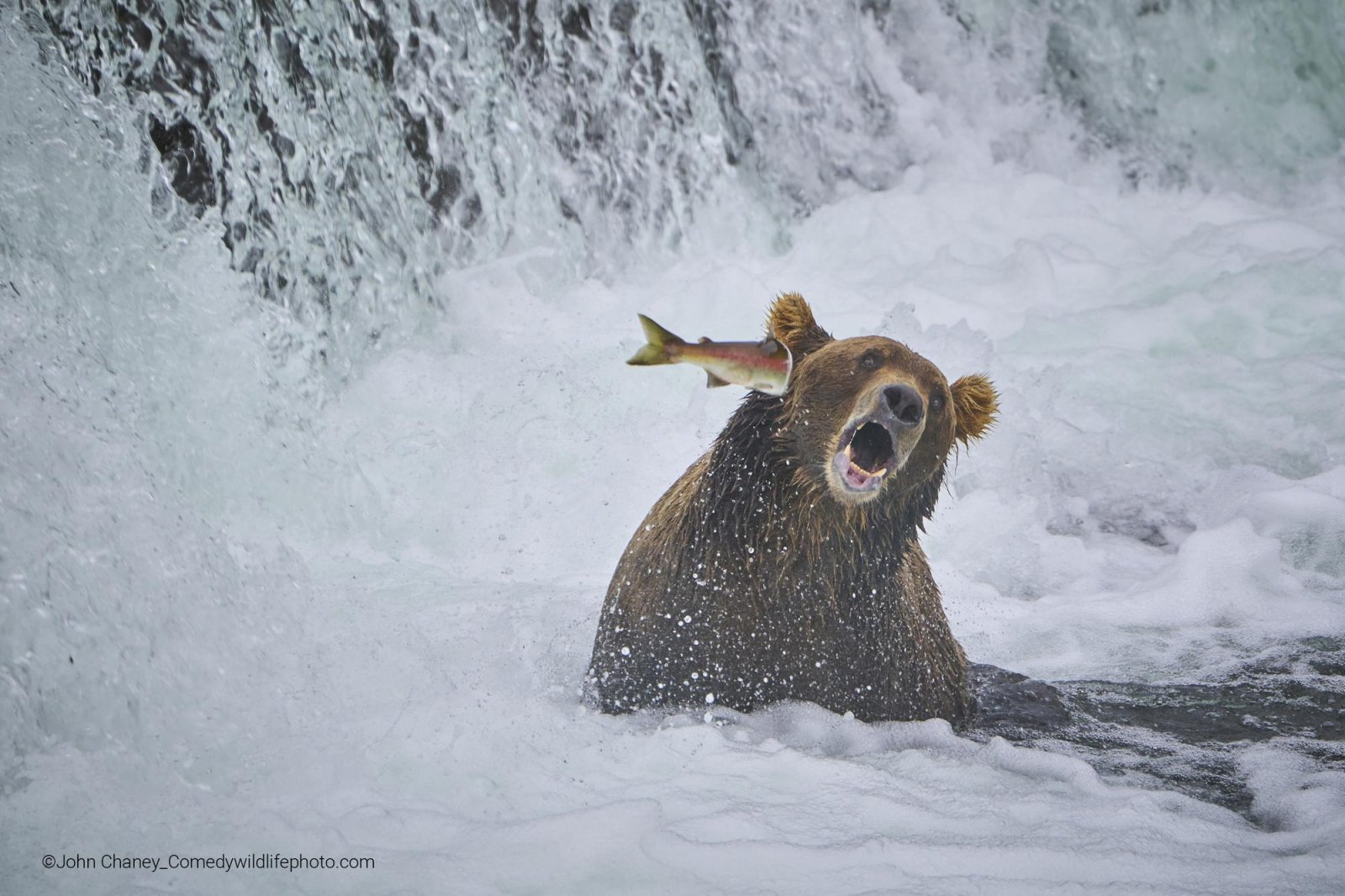A salmon hits a bear in the face as he sits in a waterfall trying to eat it. 