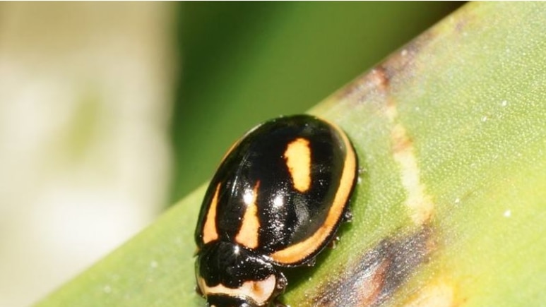 Photo of black and orange yellow ladybug on a plant