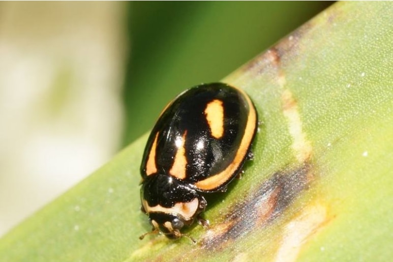 Photo of black and orange yellow ladybug on a plant