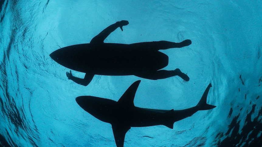 The ocean as seen by Nat Geo photographer Thomas Peschak