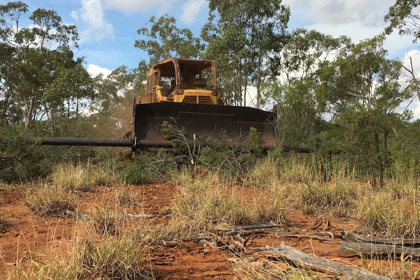 A large, yellow bull-dozer with a tree in its scoop heads towards the camera. It is traversing cleared land.