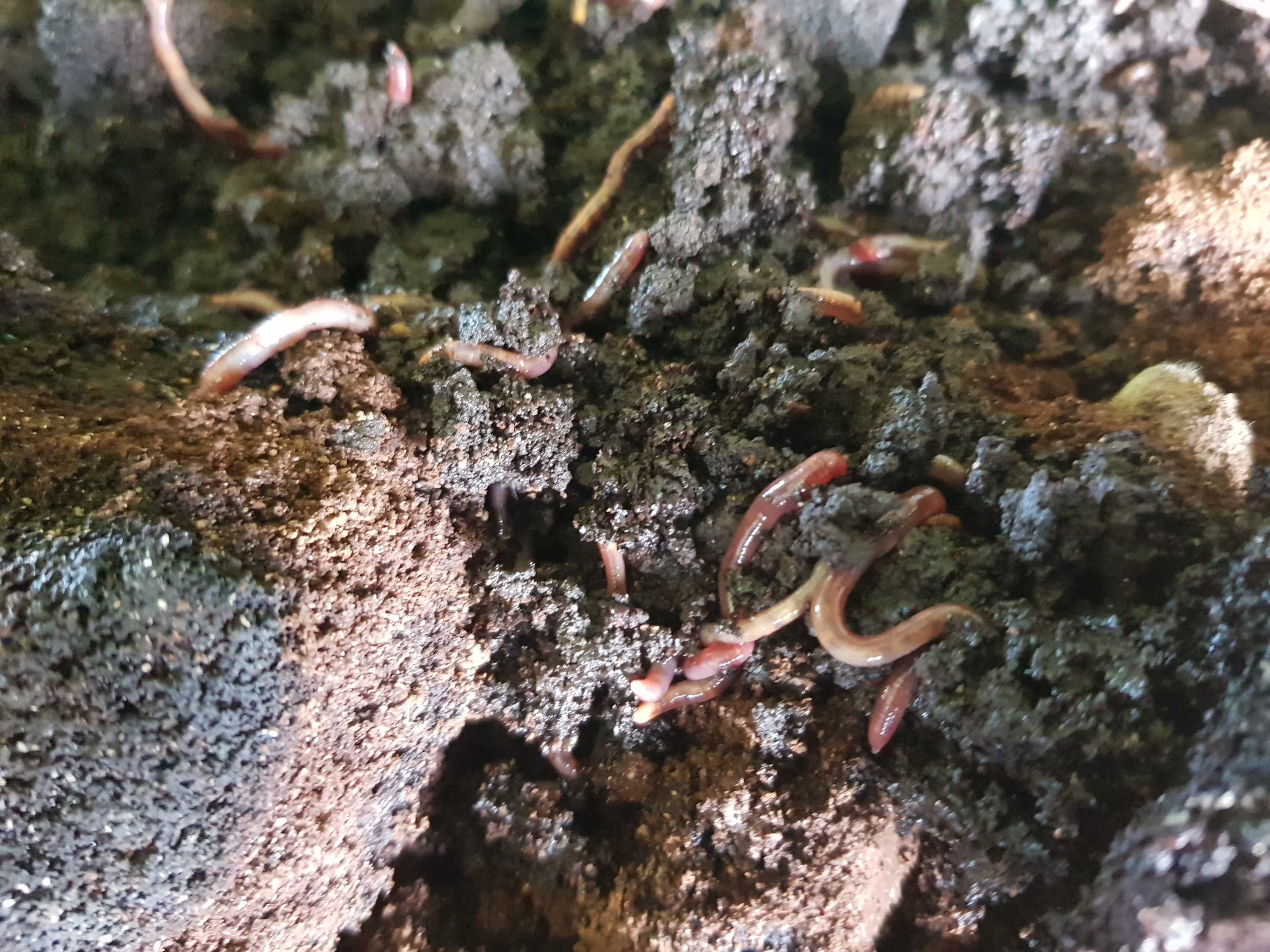 Coffeeloving worms are munching their way through old grinds and