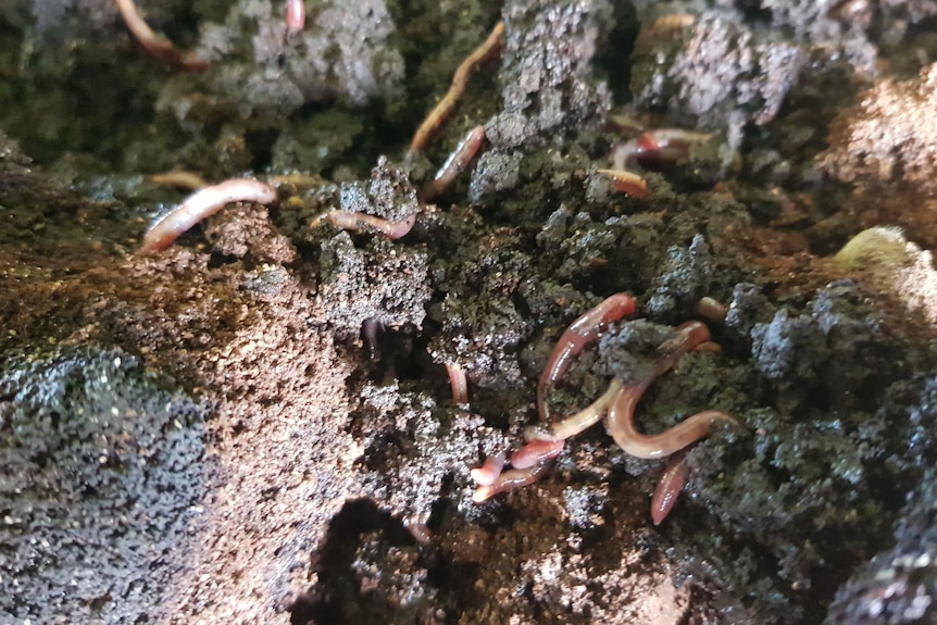 Close up on worms eating spent coffee grounds, in the shape of pucks.