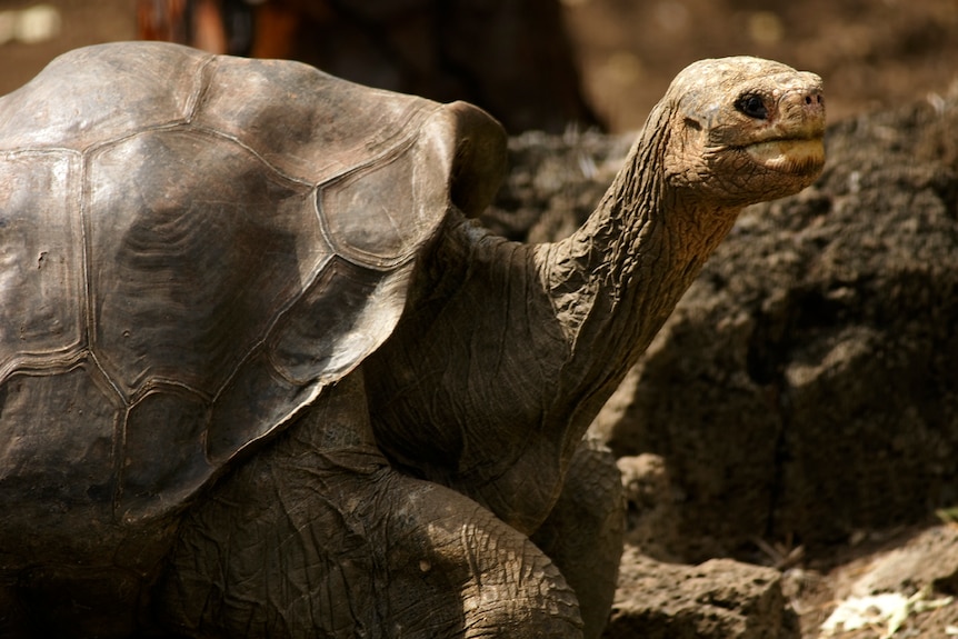 A profile view of Lonesome George -