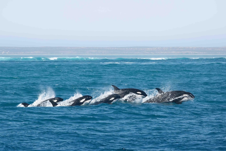 Four killer whales swimming together