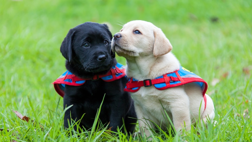 A black and a white Labrador pup lean against one another, wearing little red and blue vests. 