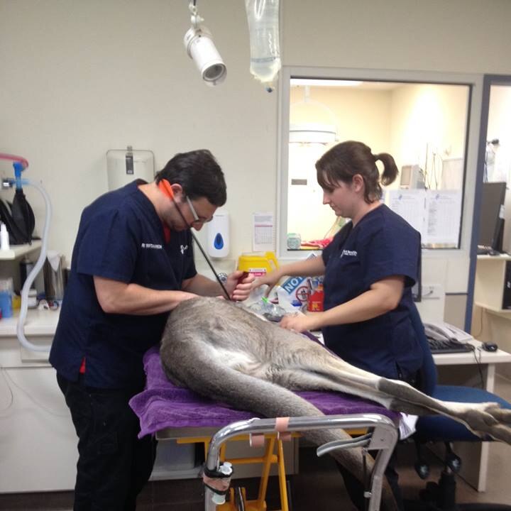 Kangaroo in hospital