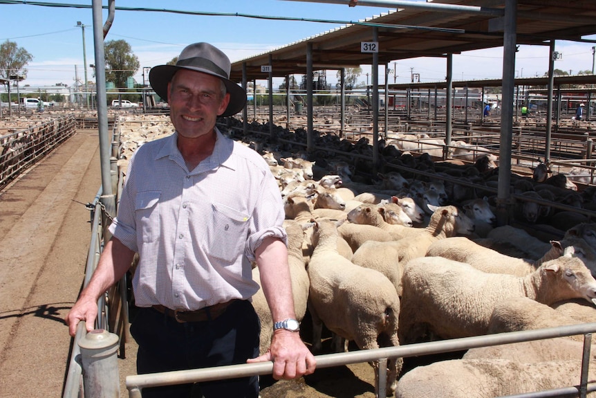 Farmer Malcolm McKenzie is happy to offload some of his older sheep while prices are high.