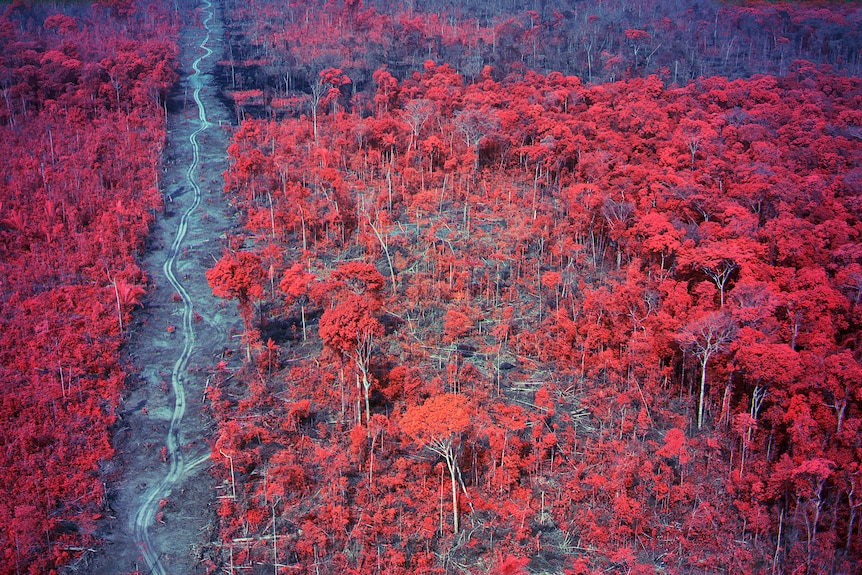 Still from video installation artwork featuring a blue-tinged earthen landscape with vibrant red trees.