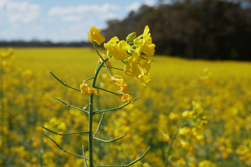 Canola flower in field