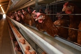 Chickens in cages at a poultry farm