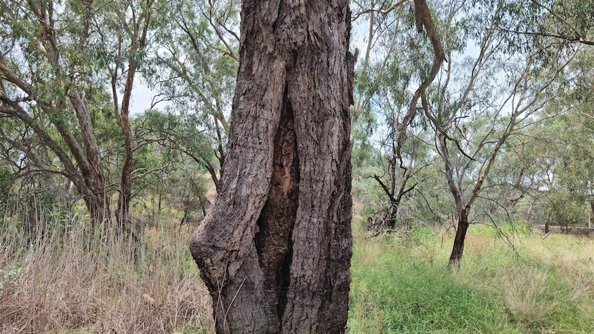 A tall tree with a long shape cut out of the bark.