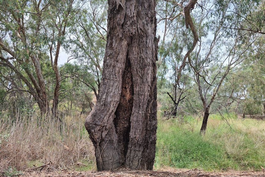 A tall tree with a long shape cut out of the bark.