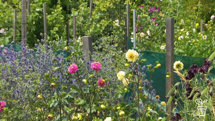 Flower bed filled with colourful flowering plants