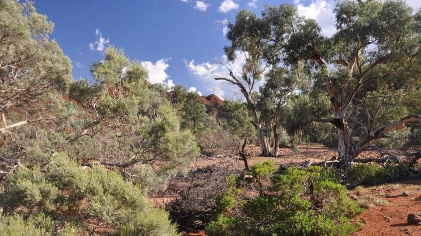 Study of Flinders Ranges vegetation found plant leaves narrowed (file photo)