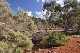 Arkaroola wilderness manager says she has been ignored on mining exploration