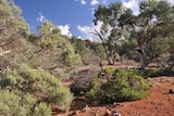 Study of Flinders Ranges vegetation found plant leaves narrowed (file photo)