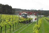 A tractor makes its way through vines during spring at Juniper Estate, Margaret River