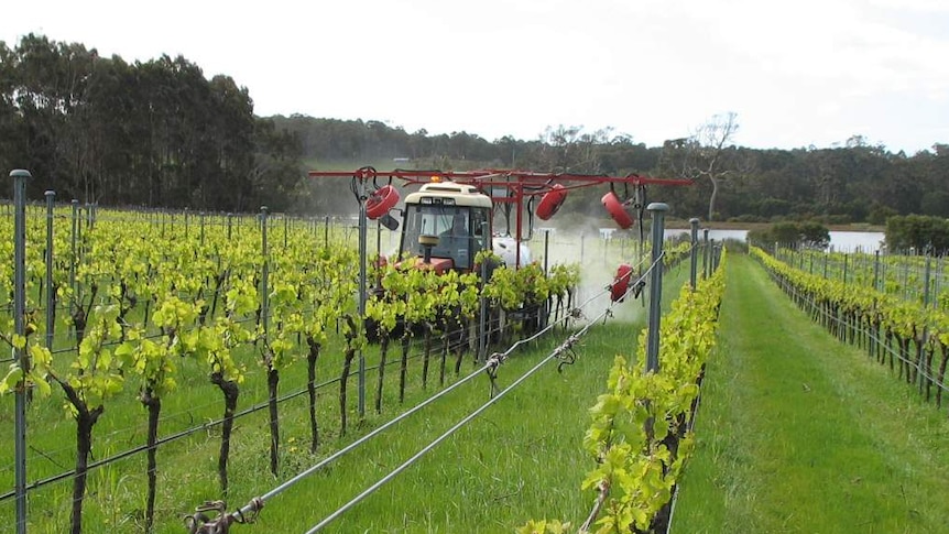 A tractor makes its way through vines during spring at Juniper Estate, Margaret River