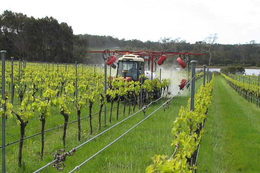 A tractor makes its way through vines during spring at Juniper Estate, Margaret River