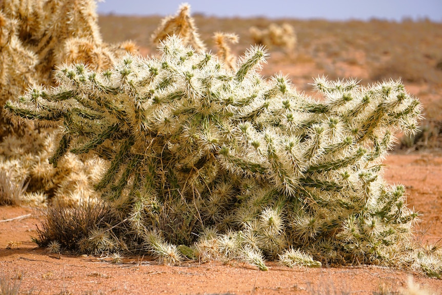 Hudson pear on the Menindee Plains in far west NSW.