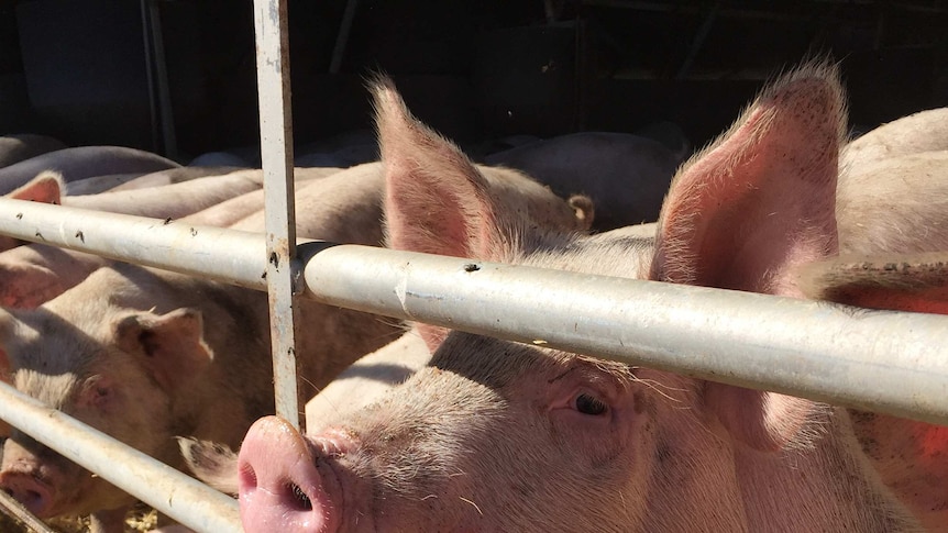 Pig looks through the bars of a barn