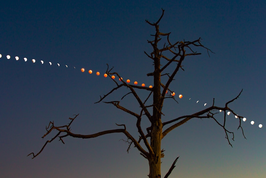 A lunar eclipse is tracked behind a dead tree