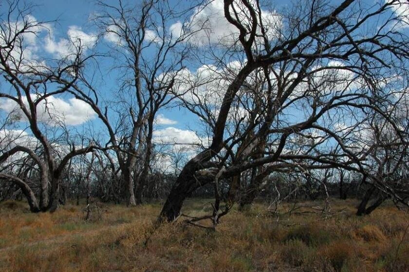 River red gums in the Macquarie Marshes are dying from lack of water.